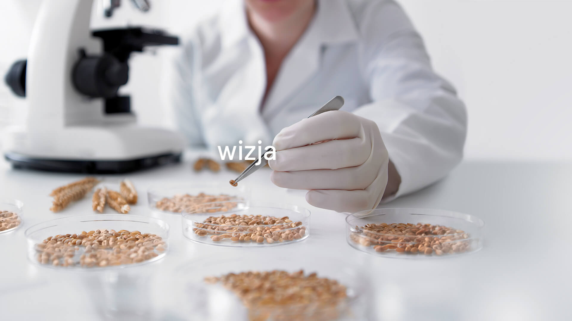 wizja